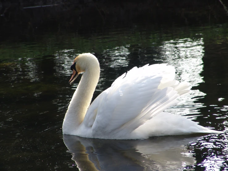 a large swan is floating in the water