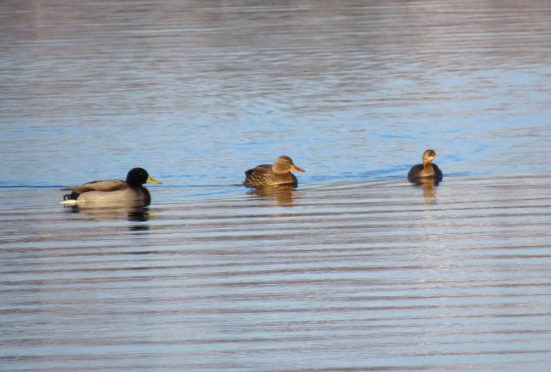 three ducks float on water in the middle of a lake