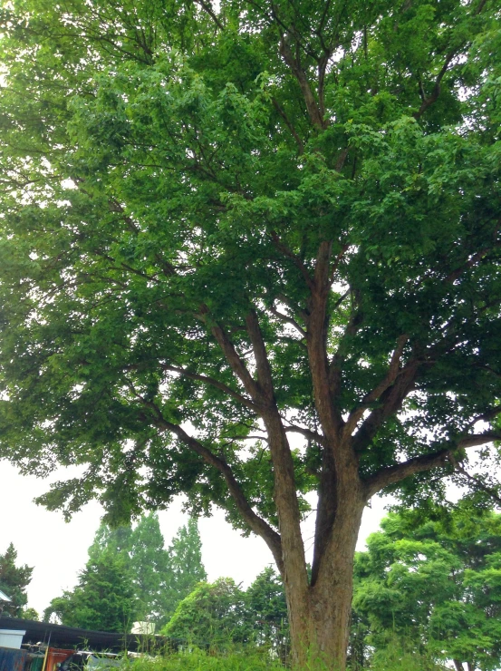 an open field has a tree with the leaves on it