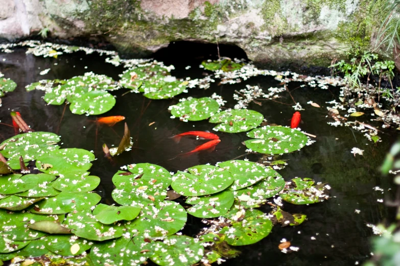 a pond with lily pads and small fish in the water