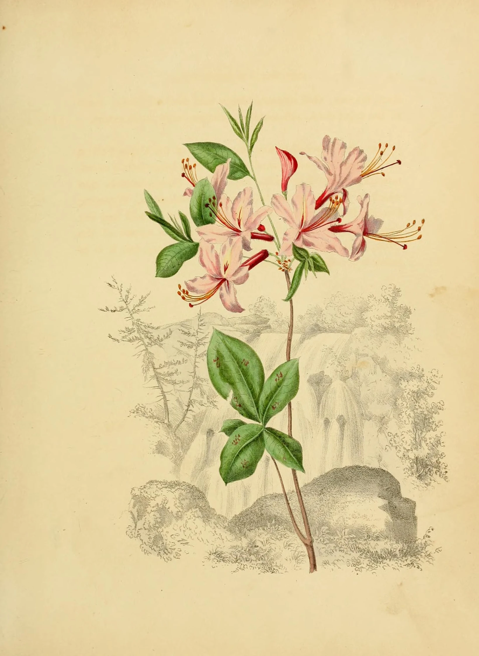 an old illustration of some type of plant