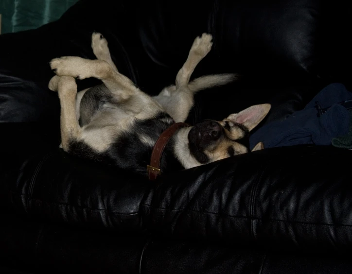 a dog with its head on the couch