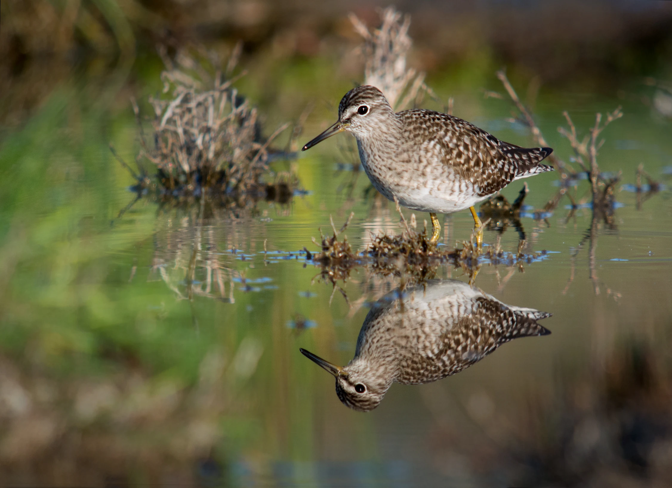 two birds standing on the shore of a body of water