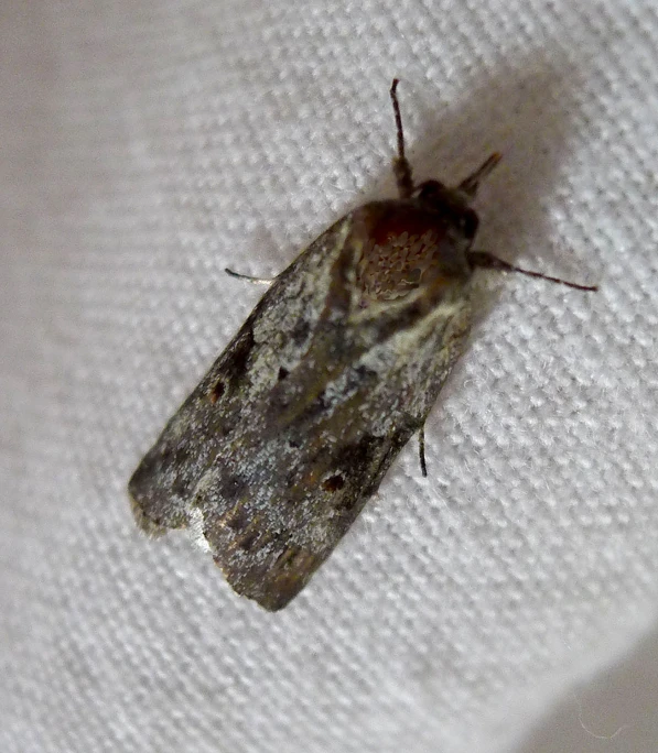 a moth sitting on top of a white towel