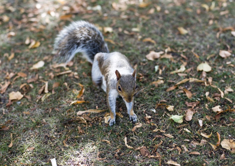 a small squirrel walking through leaves on the ground
