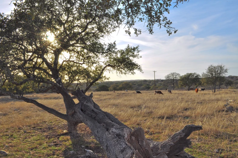 trees are in an open field with cows grazing in the background