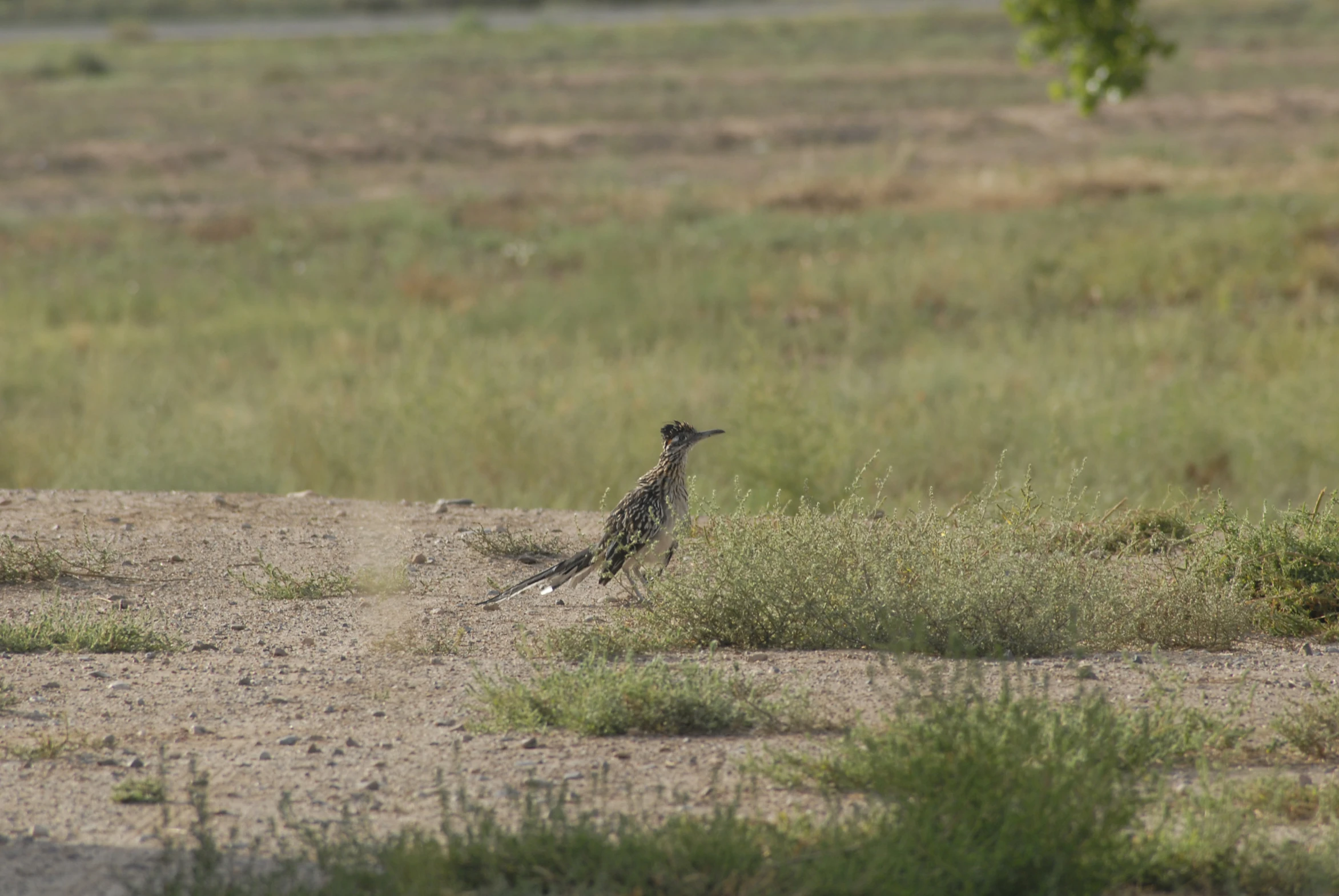 the bird is walking in the grass near the bush