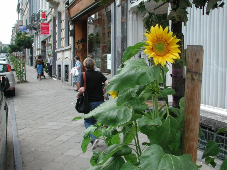 a yellow sunflower is in the center of a sidewalk