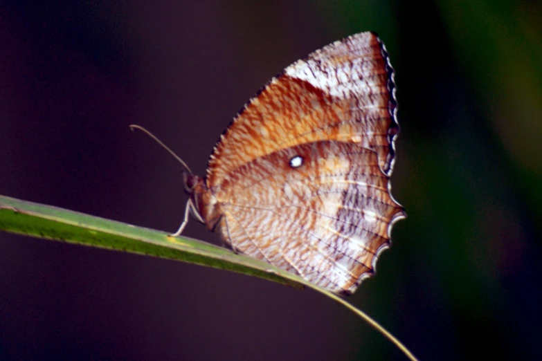 a large brown and blue erfly sits on a leaf