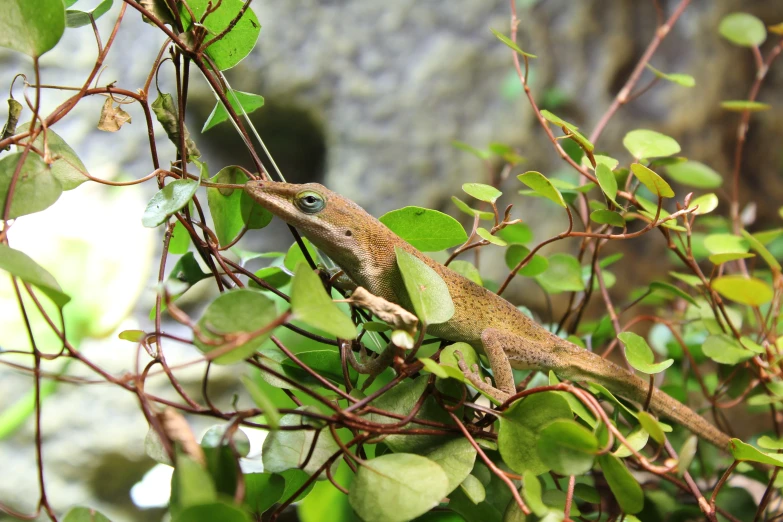 a lizard climbing on the green leaves of a tree