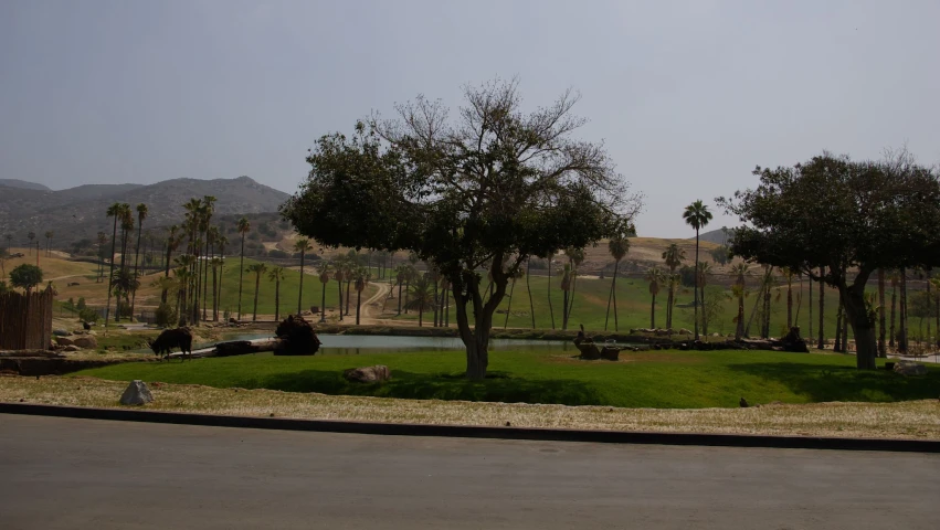 a road in front of some trees with mountains in the background