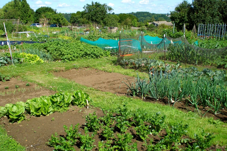 a garden with lots of leafy plants and many trees