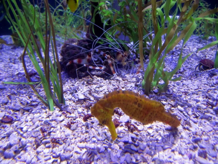 an ocean life aquarium filled with seaweed and small fish