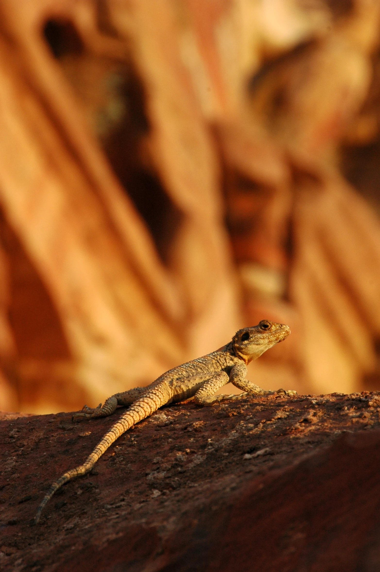 a lizard on top of a rock near trees