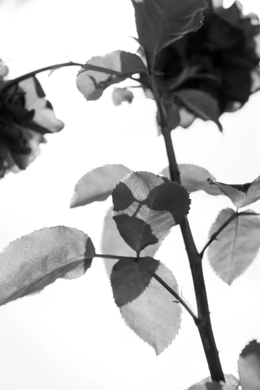 a couple of sunflowers standing tall next to each other