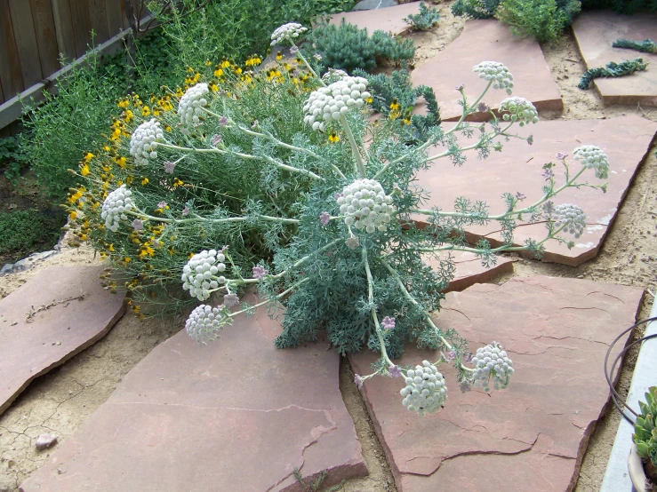 an outdoor plant area with flowers and rocks