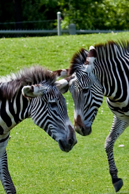 two zes running near one another on the grass