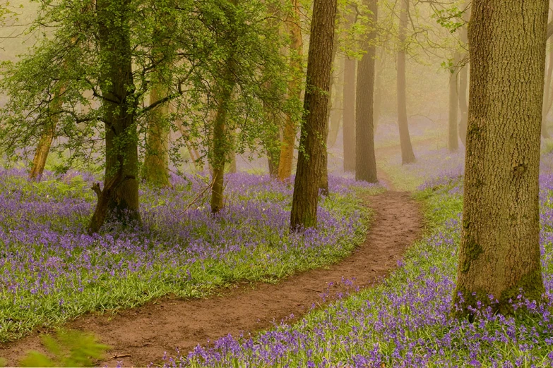 the road is running through the beautiful forest with bluebells