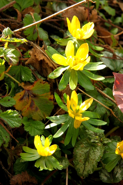 some yellow flowers and plants growing in a field