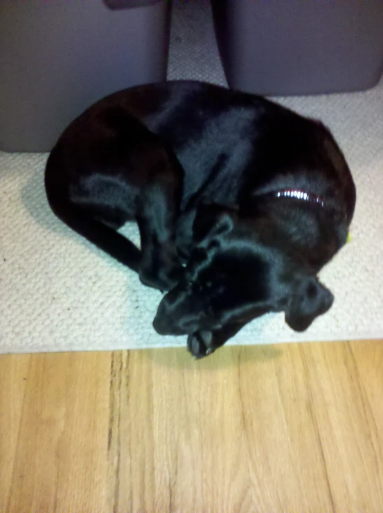 a black dog lying on the floor asleep