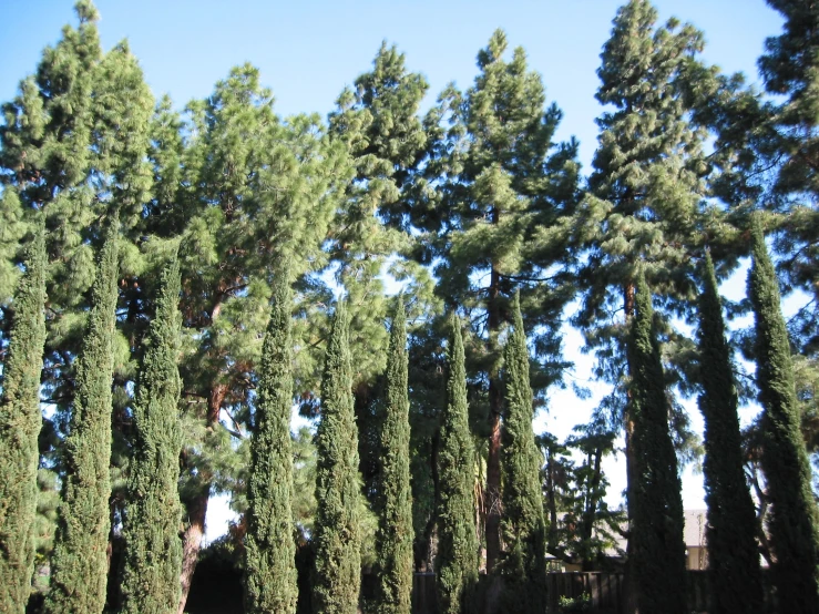 a group of trees that are near each other