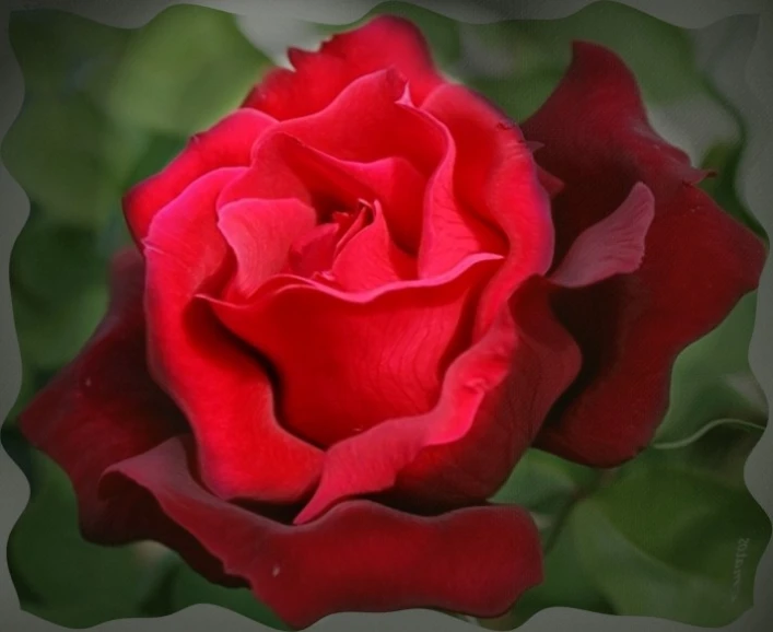 a red rose with leaves surrounding it