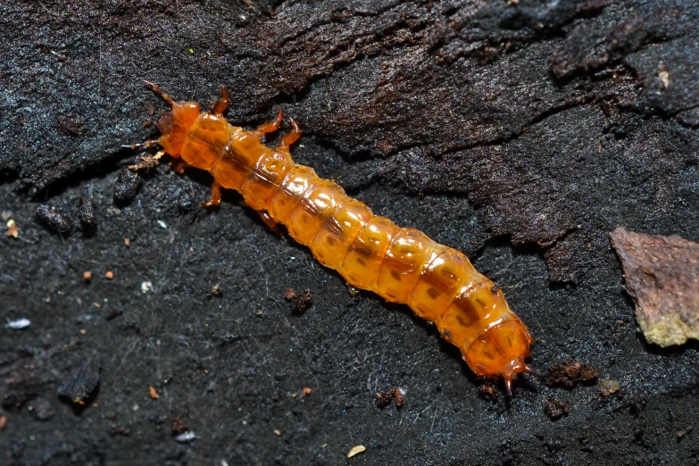 an orange bug crawling on the ground