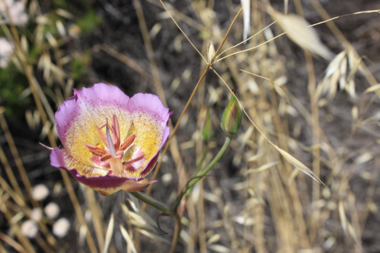 the petals of a pink flower in the ground