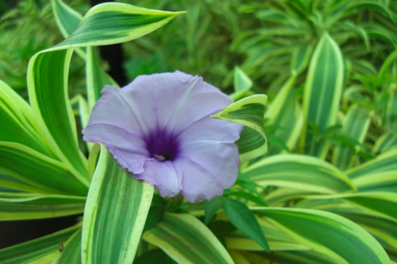 a large purple flower blooming in a green bush