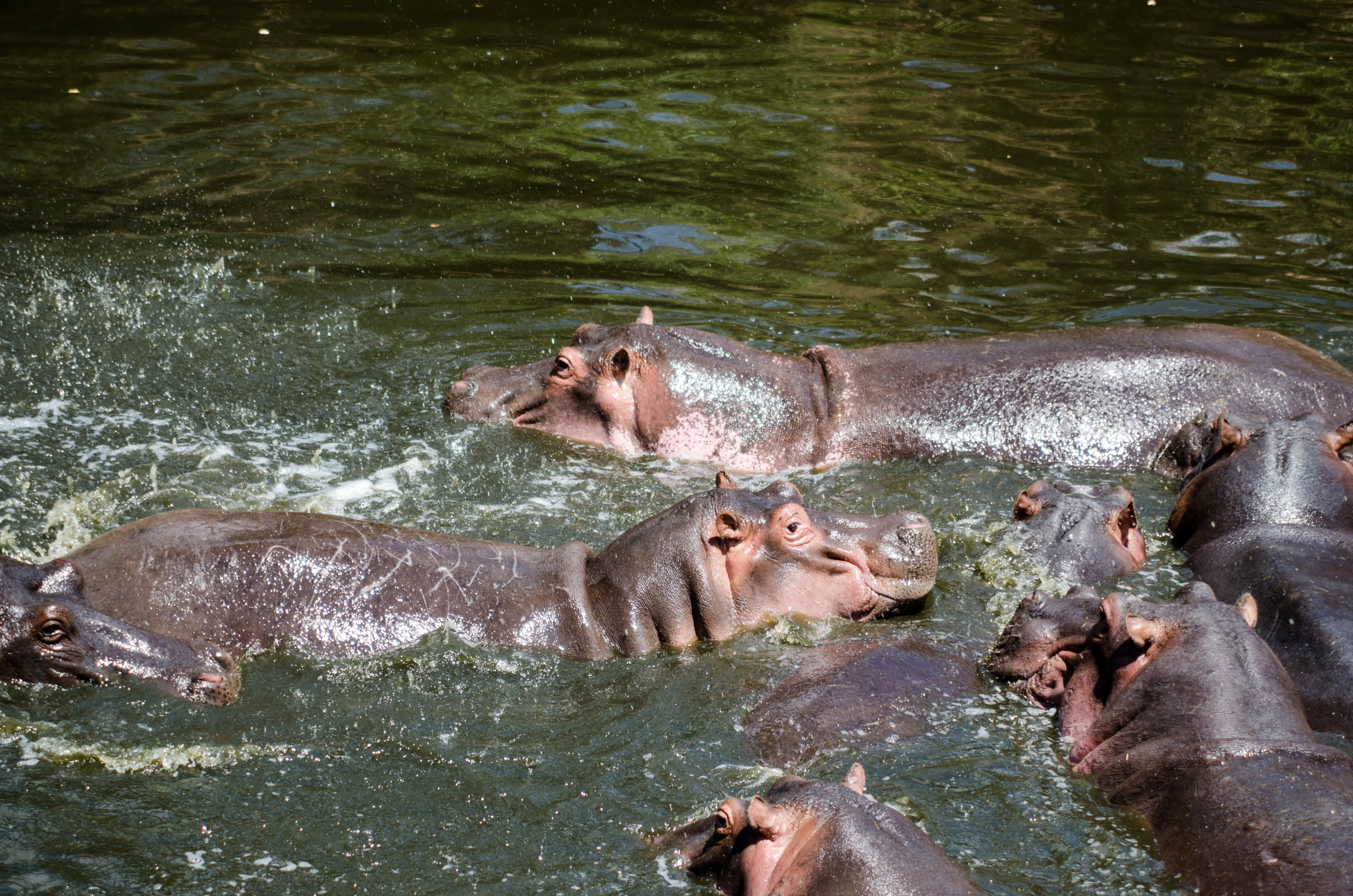 five hippos are walking in the water and splashing