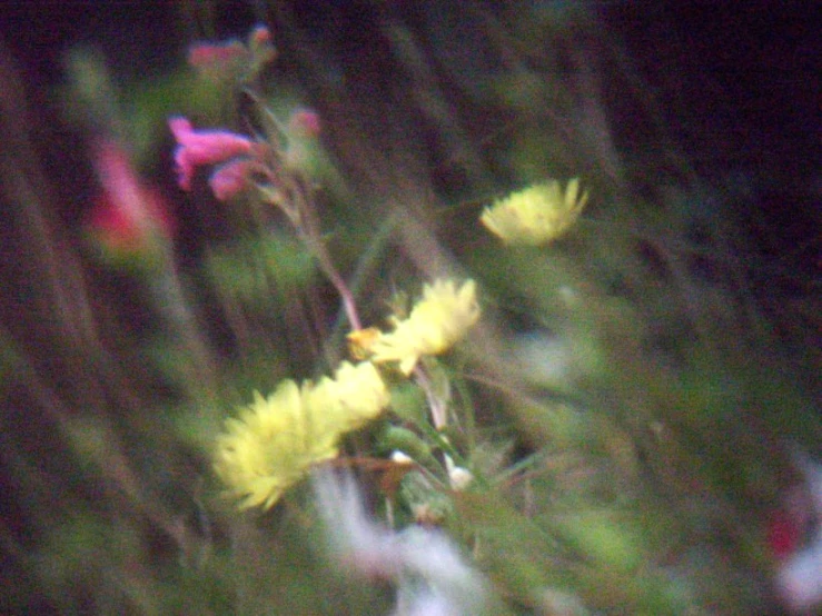 a blurry picture of some yellow flowers and other plants