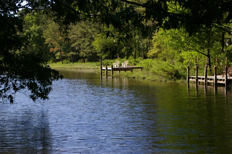 many trees near the water in a park