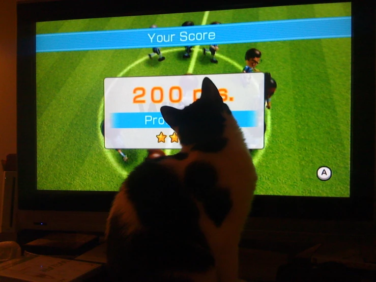 a cat playing soccer on the nintendo wii