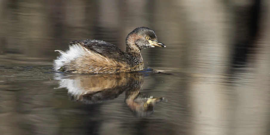 an animal sitting in the water near a dock