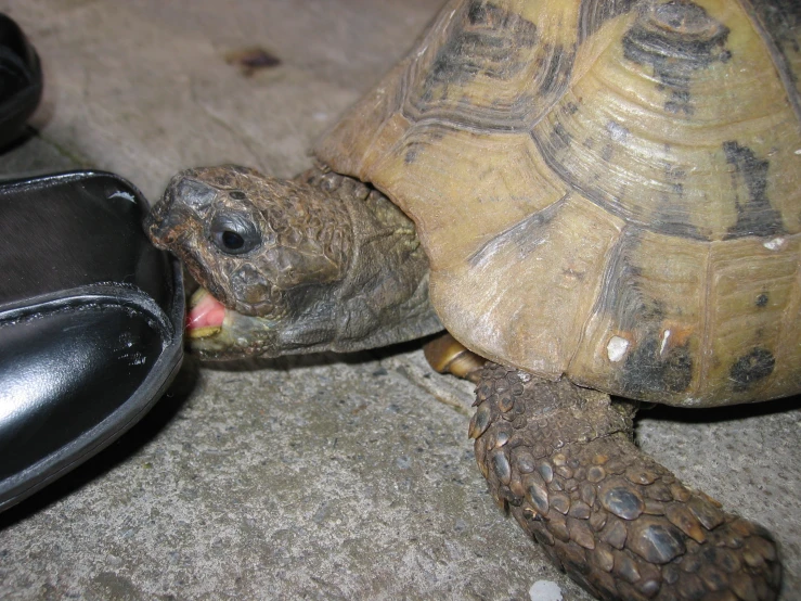 an image of two turtles eating food