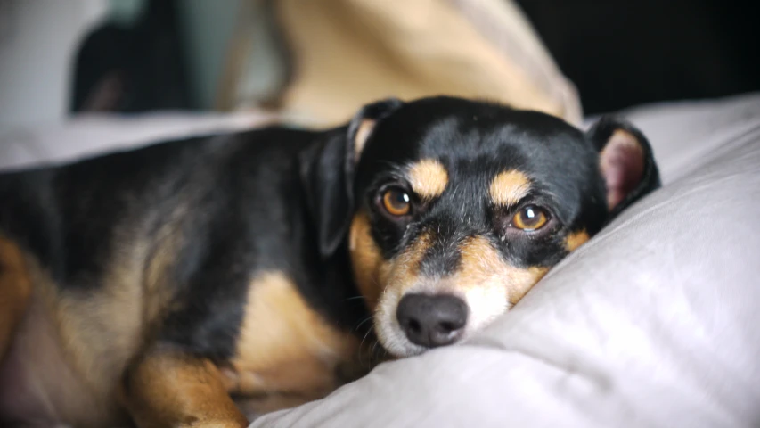 a small dog is sitting on the bed