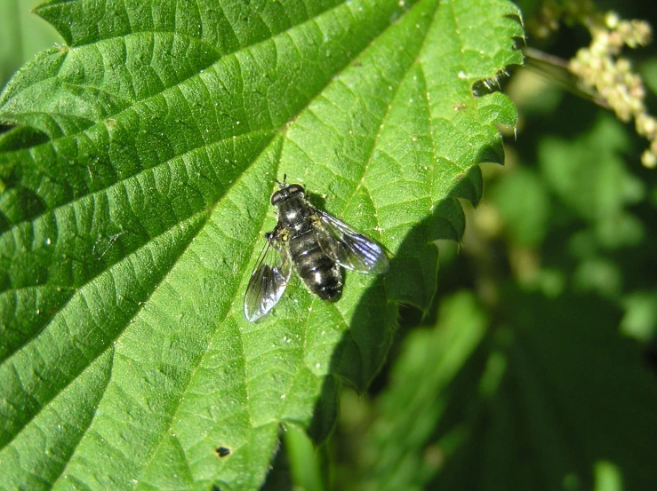 a bug is resting on a large green leaf