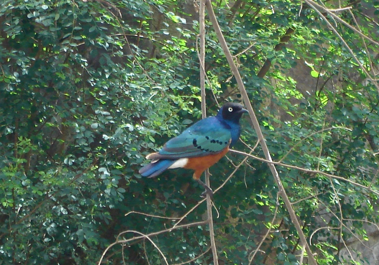 a colorful bird perched on a nch in the middle of trees