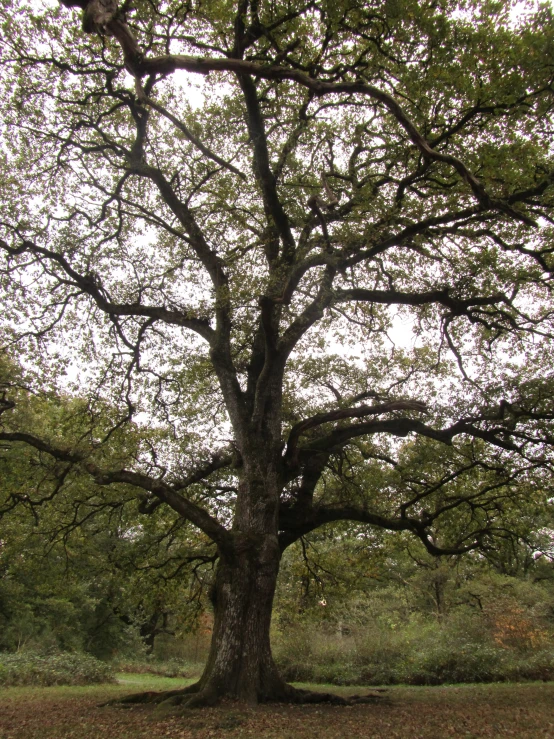 large, old tree with no leaves growing on it