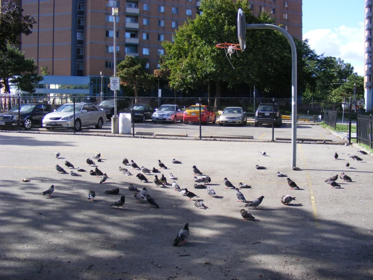 a large group of birds gathered around an empty parking lot