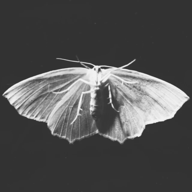 an insect on black and white is shown