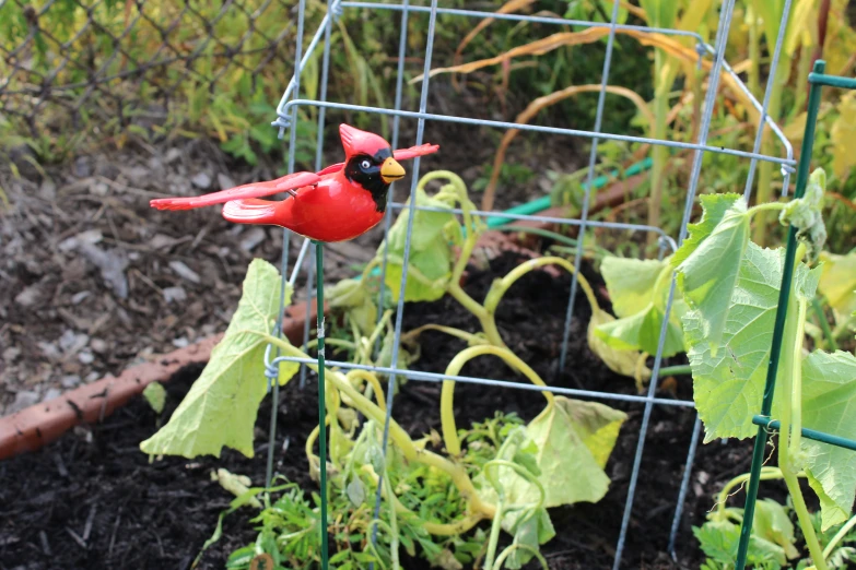 a red bird is on a wire garden divider