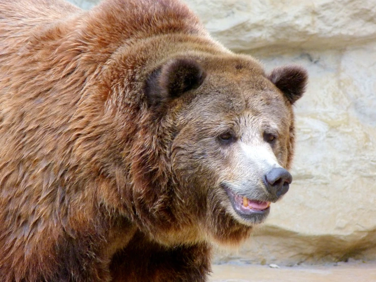 an image of a bear with it's eyes wide open