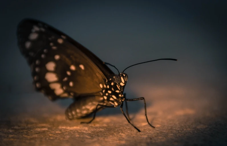 a small insect sitting on top of a white surface