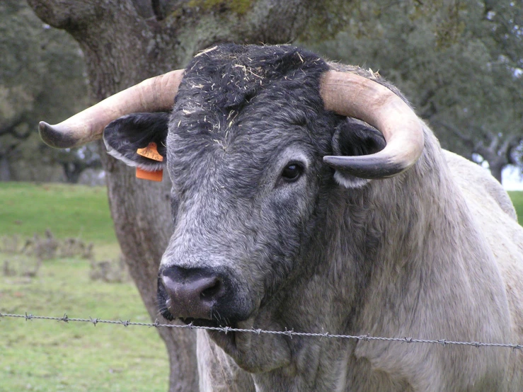 a large gray bull standing in the grass