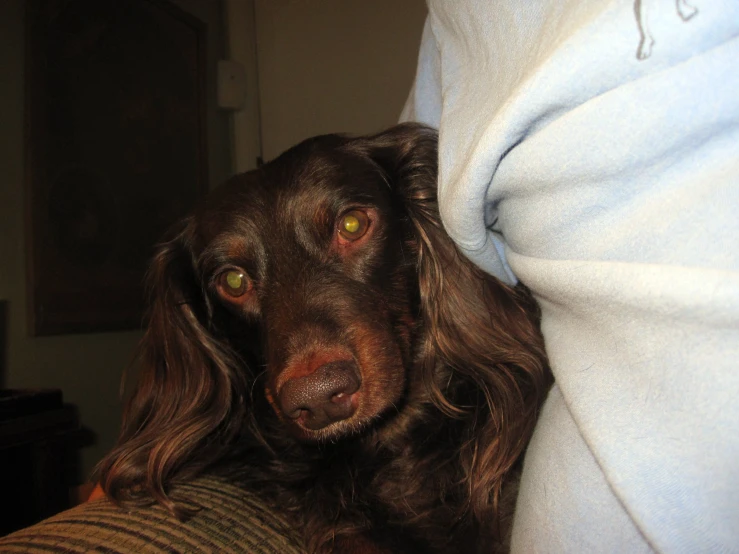 a black and brown dog looking up at soing