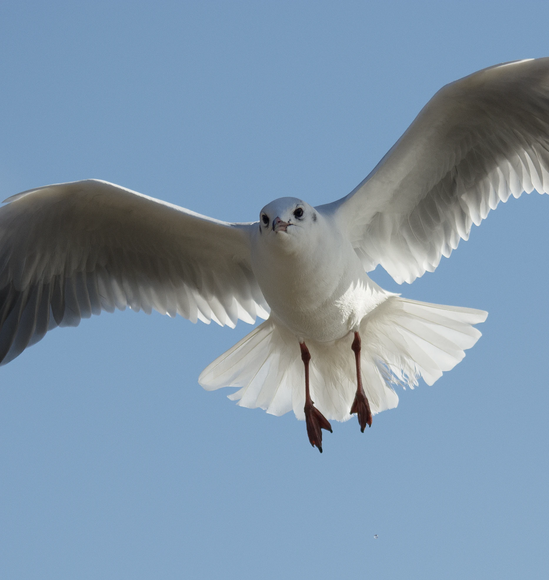 a seagull with its wings spread flying through the sky