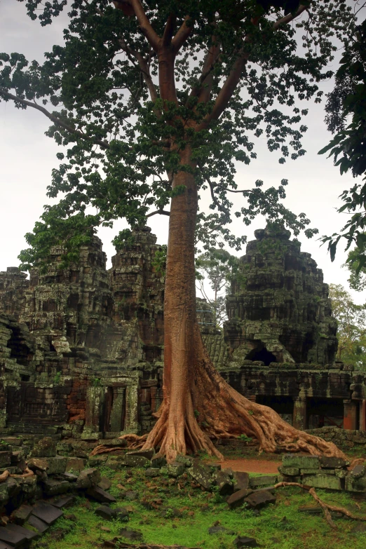 a tree that is next to some buildings