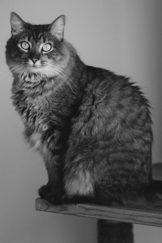 a large cat sitting on top of a wooden shelf