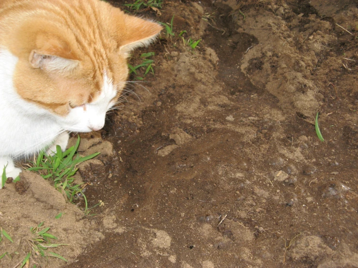 the orange and white cat is eating grass